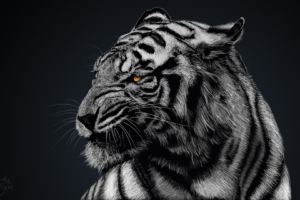 Tiger Artwork HD693636362 300x200 - Tiger Artwork HD - Tiger, Leopard, Artwork